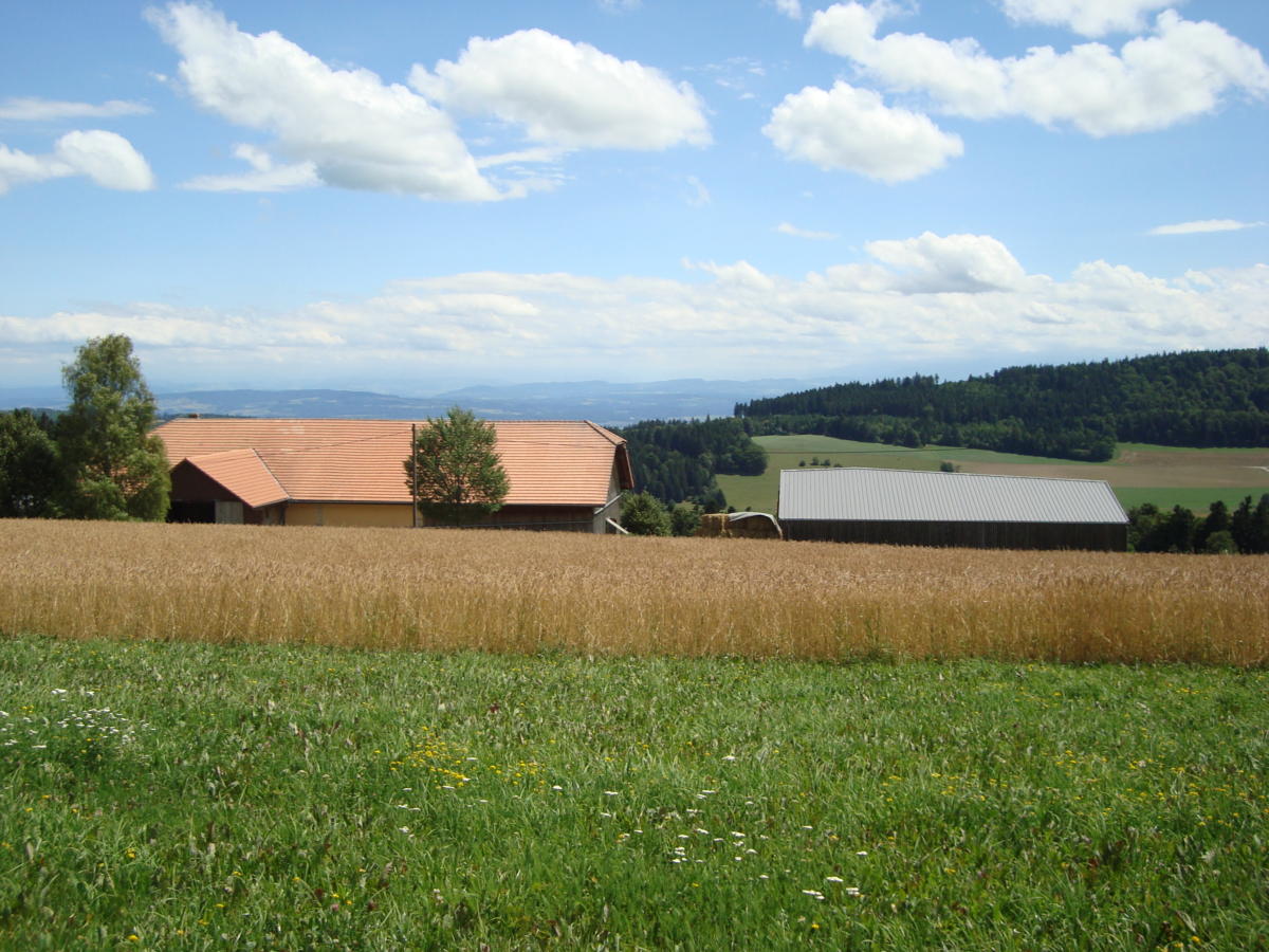 Cereales-Ferme-DepNord