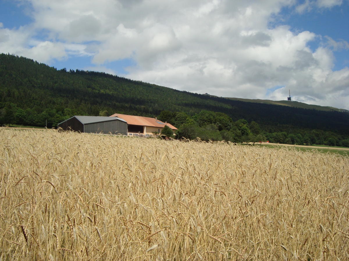 Cereales-Fermes